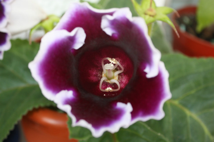 IMG_5674 - Gloxinii si strepto