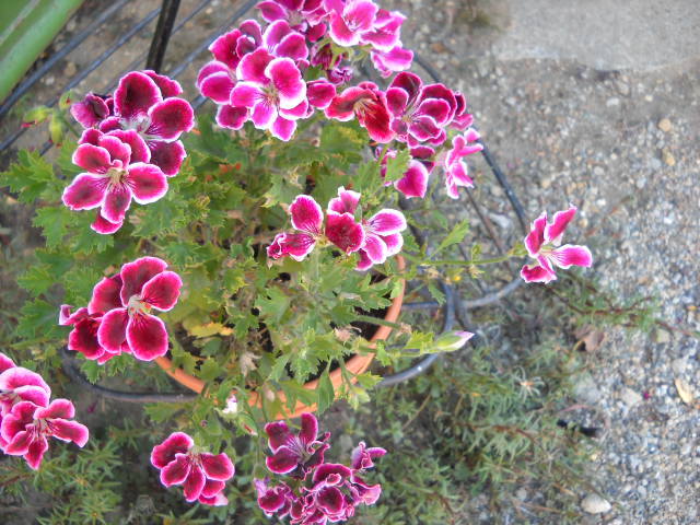 009 - Muscate 2012-2013