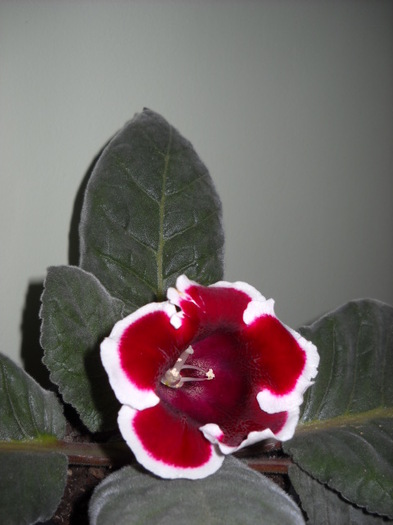 18.08.2012 - 1GLOXINIA-2012