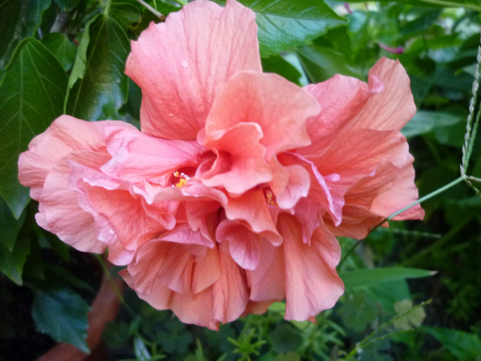 caisa - Rosa - Hibi - trandafir