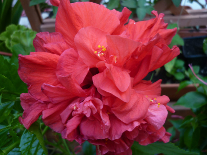 P1030054 - Rosa - Hibi - trandafir