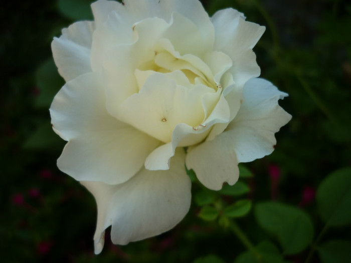 P1030055 - Rosa - Hibi - trandafir