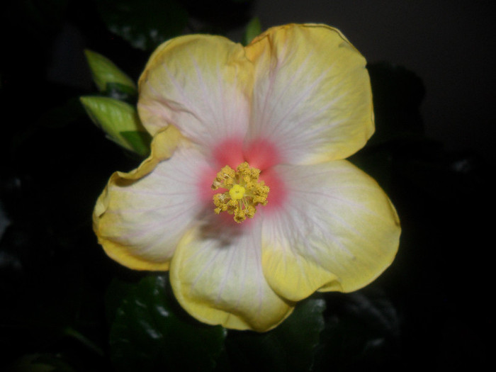 Hibiscus Amanda Dubin