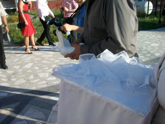 ALIM9037 - LANSARI PORUMBEI ALBI NUNTI SIGHETU MARMATIEI 2012