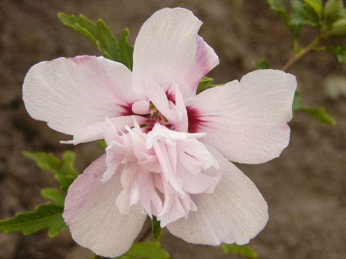 Hibiscus Syriacus Carneus Plenus