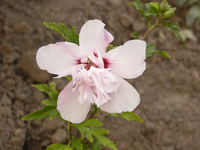 Hibiscus Syriacus Carneus Plenus