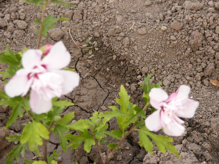 Hibiscus Syriacus Carneus Plenus