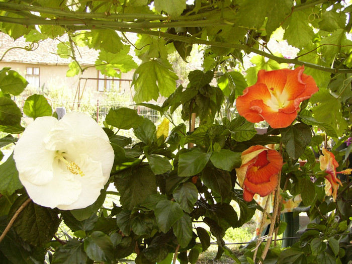 B. Metts- H.Paprika