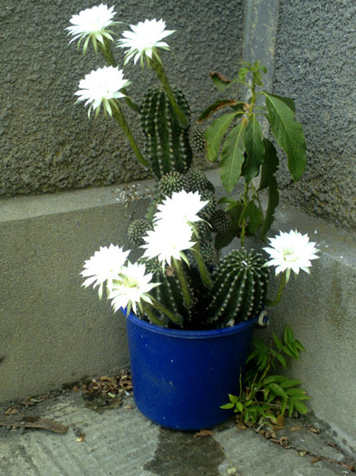 Picture 758 - cactusi