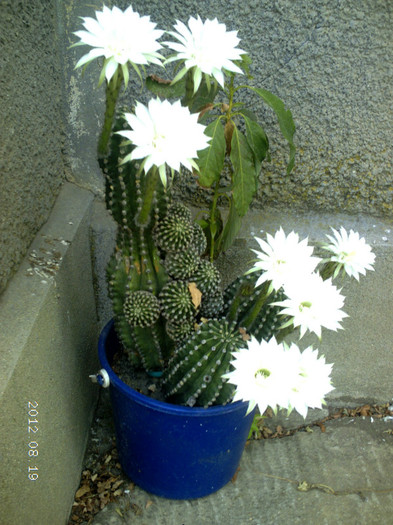 Picture 757 - cactusi