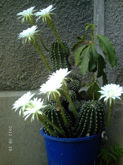 Picture 756 - cactusi