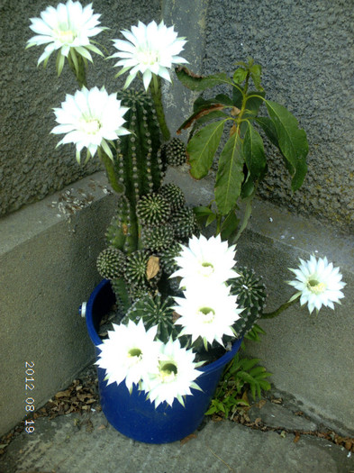 Picture 755 - cactusi