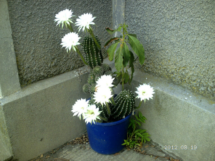 Picture 754 - cactusi