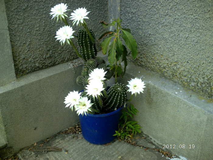 Picture 753 - cactusi