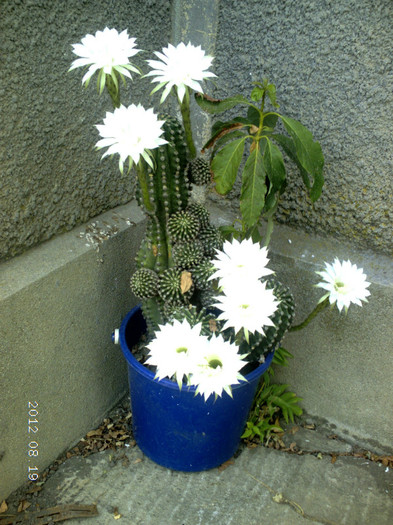 Picture 752 - cactusi