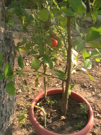 PIC_8764 - Tomate 2012