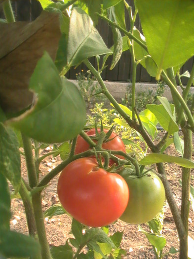 PIC_8767 - Tomate 2012