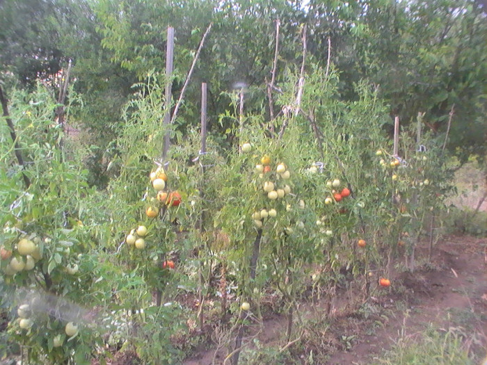 PIC_8811 - Tomate 2012