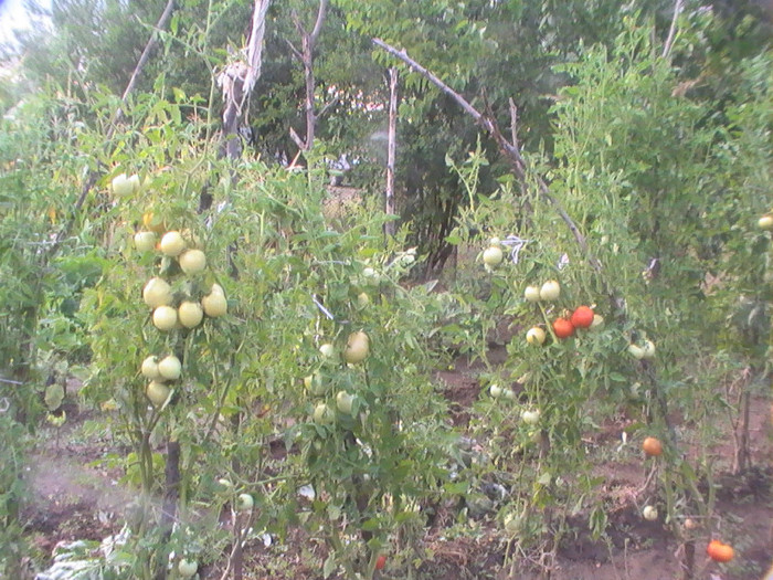 PIC_8812 - Tomate 2012