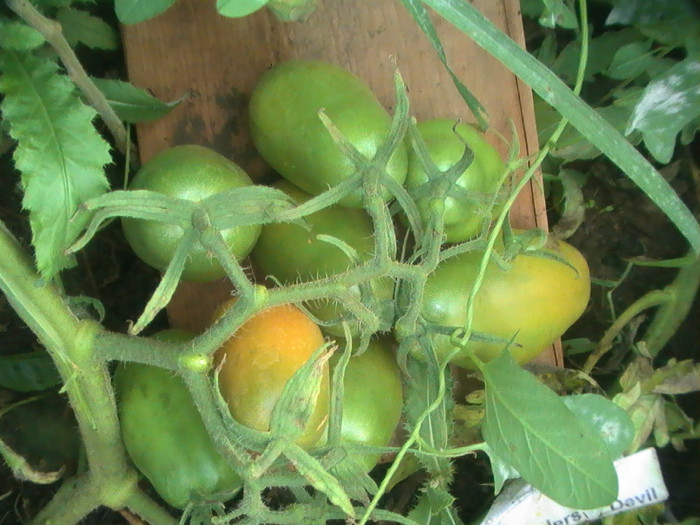 PIC_8815 - Tomate 2012