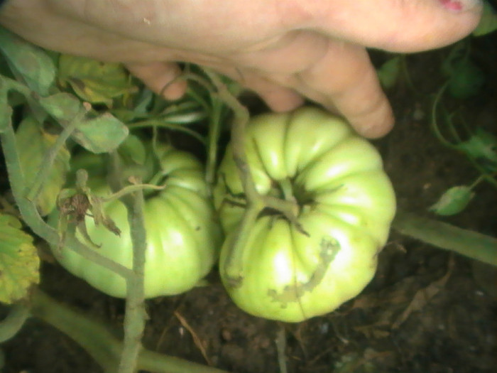 PIC_8818 - Tomate 2012