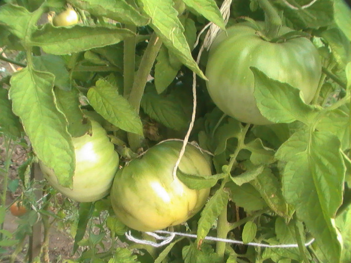 PIC_8833 - Tomate 2012