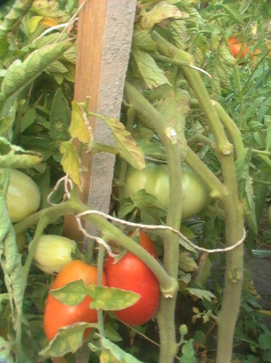 PIC_8838 - Tomate 2012