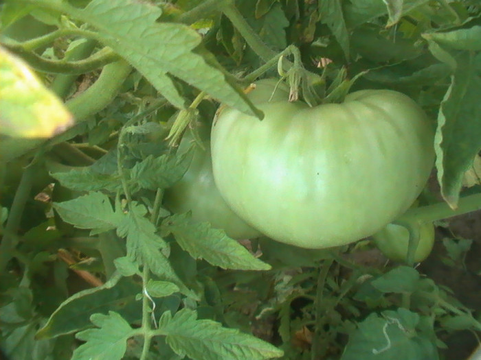 PIC_8839 - Tomate 2012