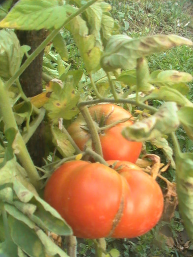 PIC_8841 - Tomate 2012