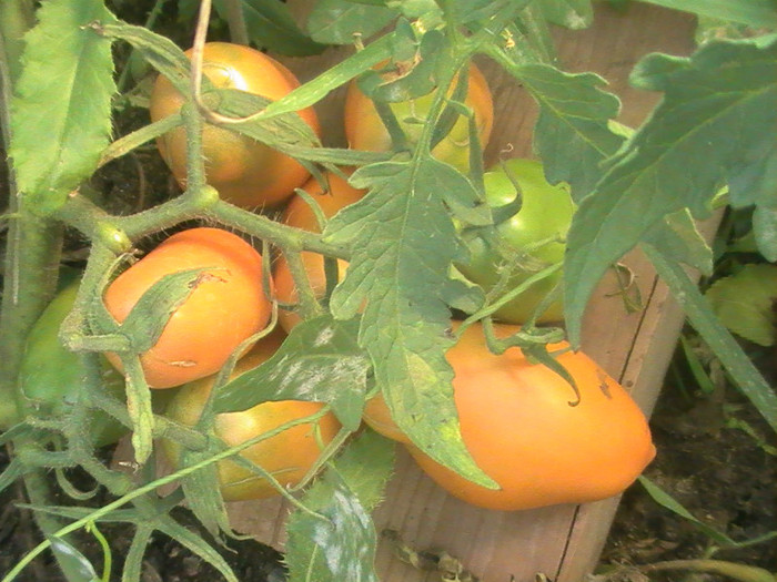 PIC_8858 - Tomate 2012