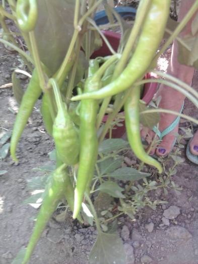 Fotografie1397 - gradina 2012