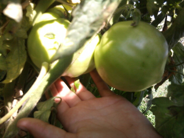 Fotografie1407 - gradina 2012