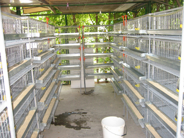 Pasari August 2012 003