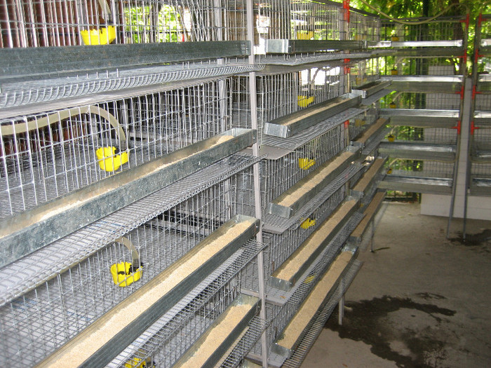 Pasari August 2012 004