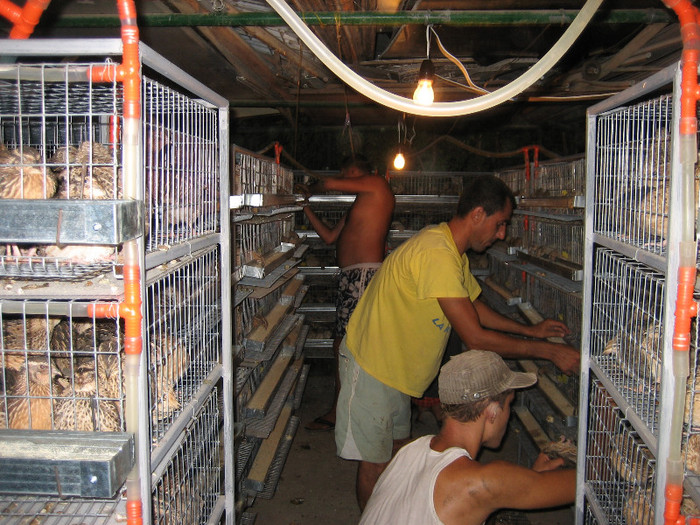 Pasari August 2012 006