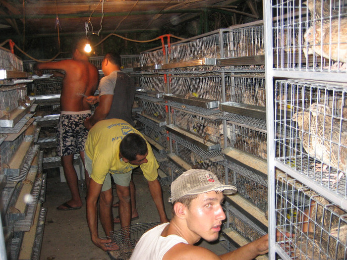 Pasari August 2012 008