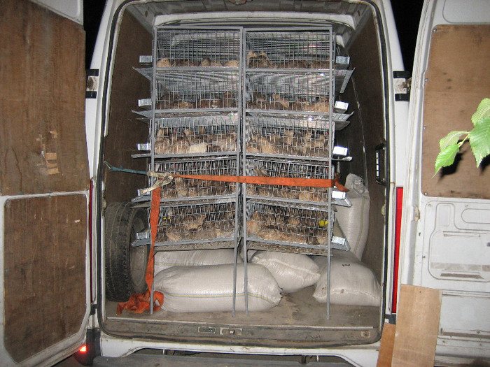 Pasari August 2012 011