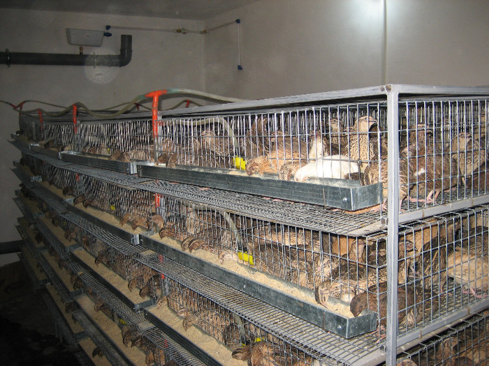 Pasari August 2012 016