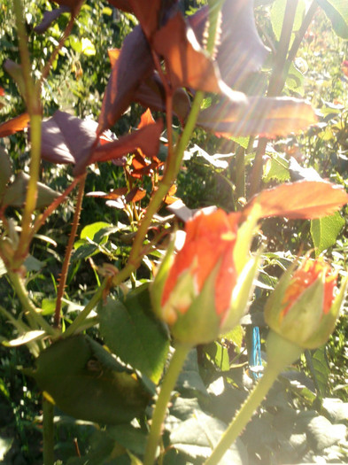 Photo0571