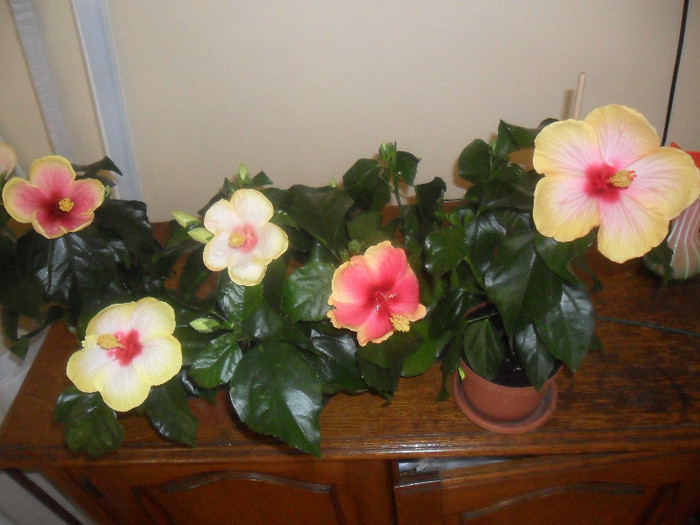Hibiscus grup