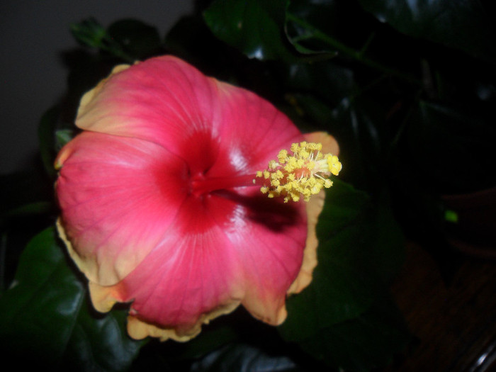 Hibiscus June's Dragon