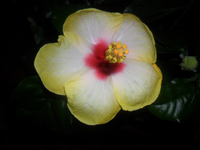 Hibiscus Amanda Dubin