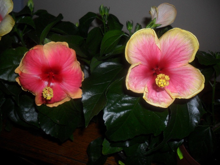 Hibiscus June's Dragon + Oberon