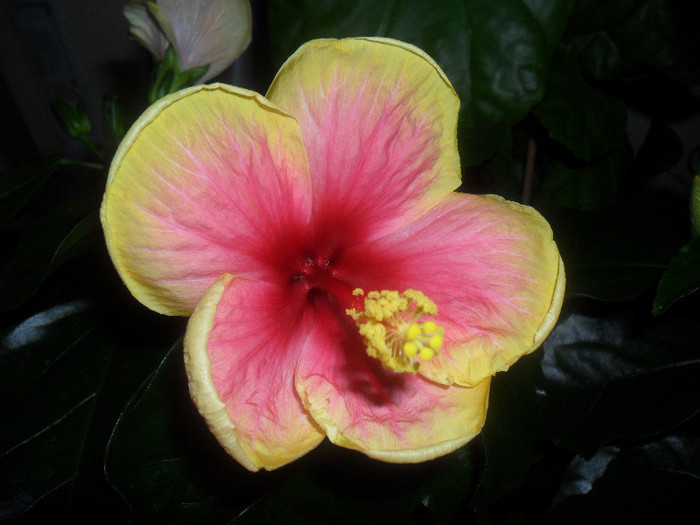 Hibiscus Oberon