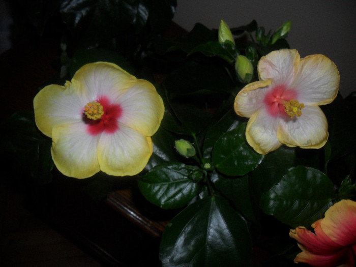 Hibiscus Amanda Dubin