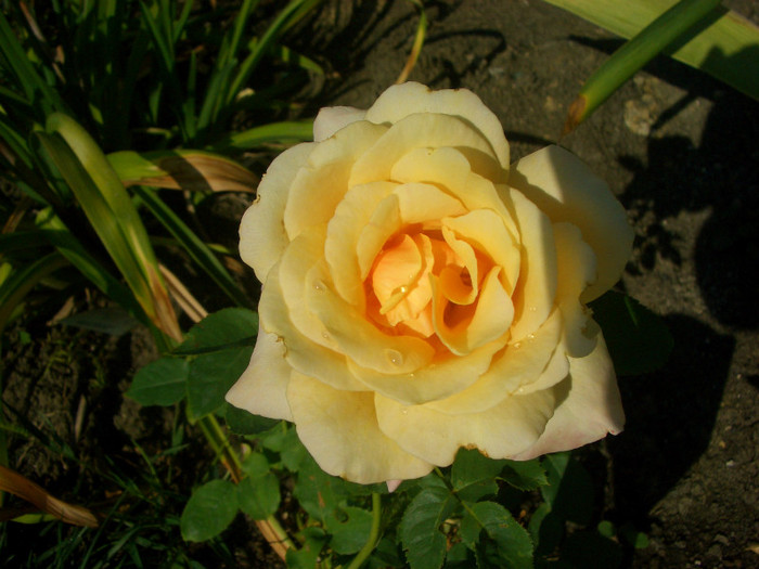 CIMG6331 - trandafiri 2012 - part II