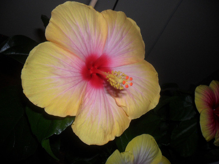 hibiscus Yelow Holiday?