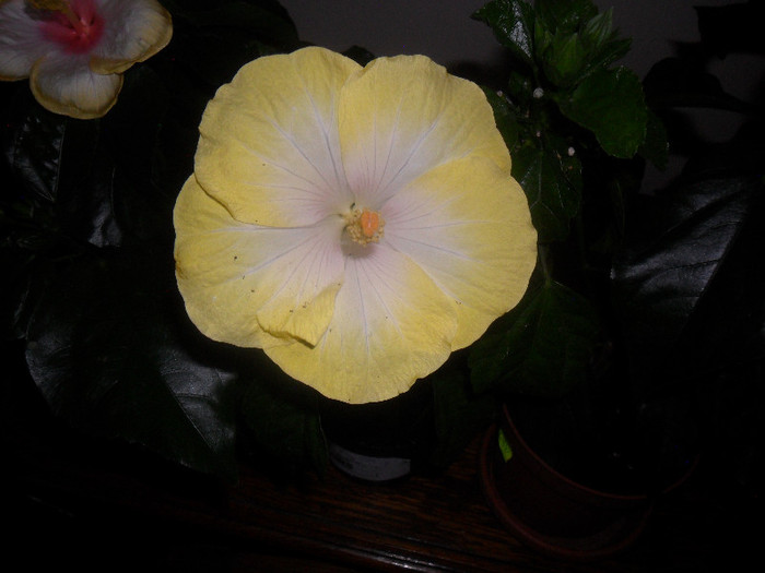 Hibiscus Emily