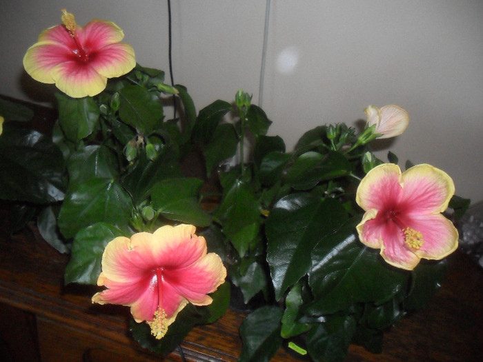Hibiscus Oberon + June's Dragon