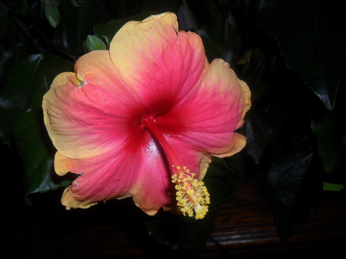 Hibiscus June's Dragon